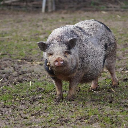 Yourte dans une ferme pédagogique Farbus Extérieur photo
