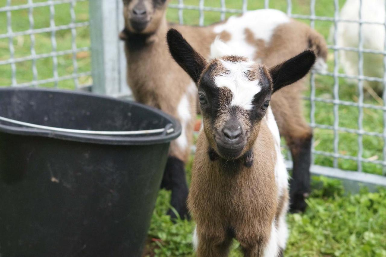Yourte dans une ferme pédagogique Farbus Extérieur photo