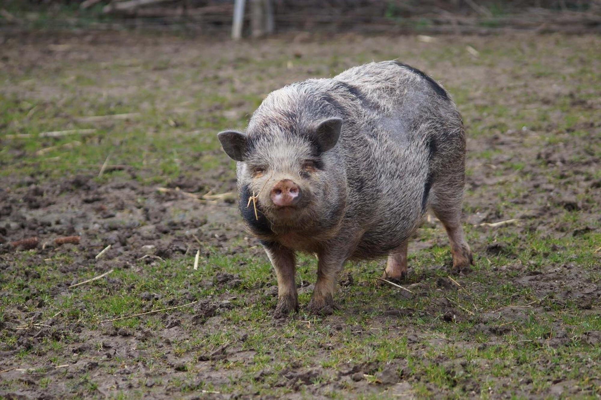 Yourte dans une ferme pédagogique Farbus Extérieur photo